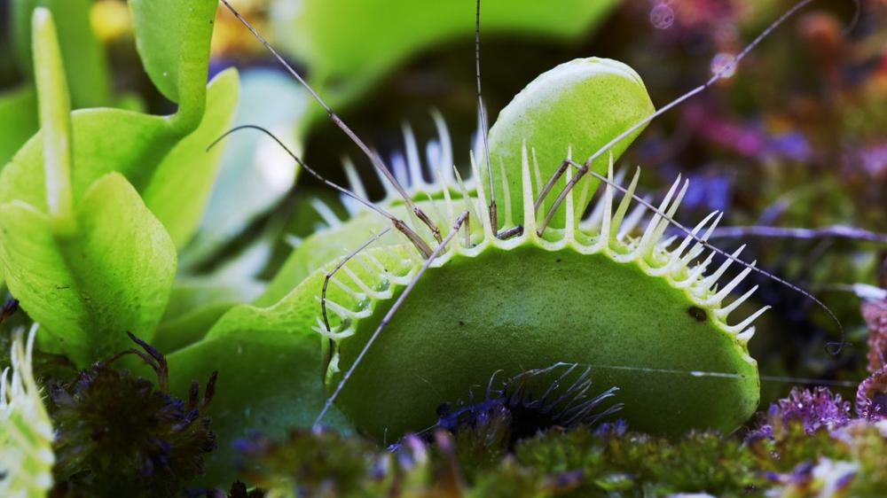 Scientists unlock secret to Venus flytrap’s hair-trigger response