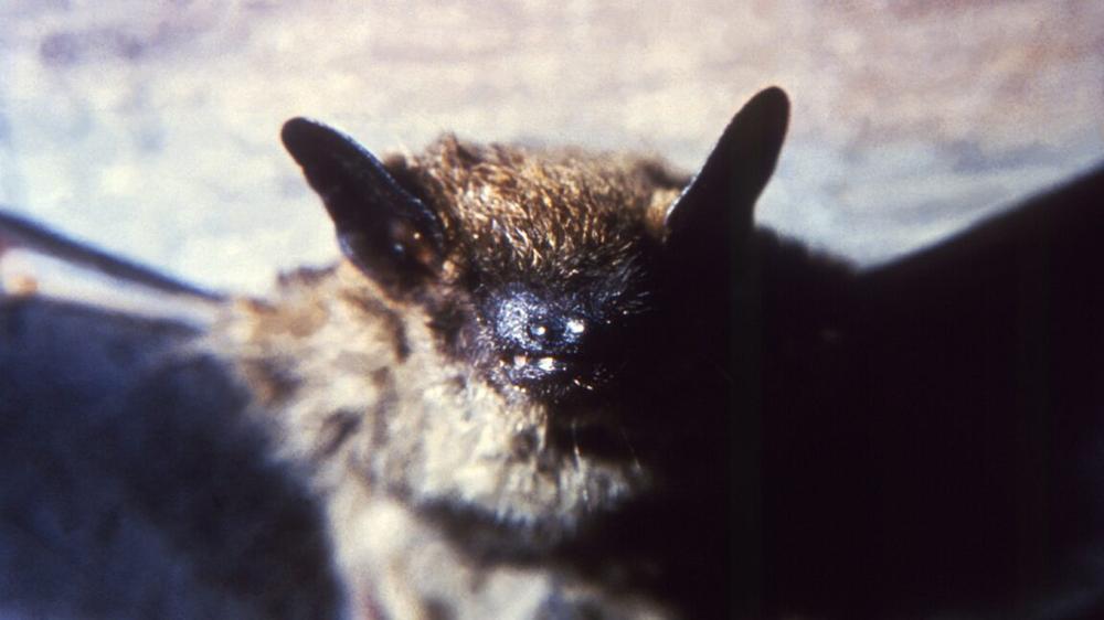 Bat colony checks in to hotel; 200 guests check out, unaware of rabies scare