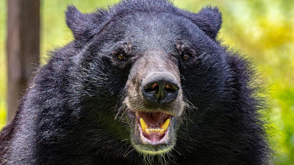 Japan deploys pepper spray drones as bear attacks hit record levels