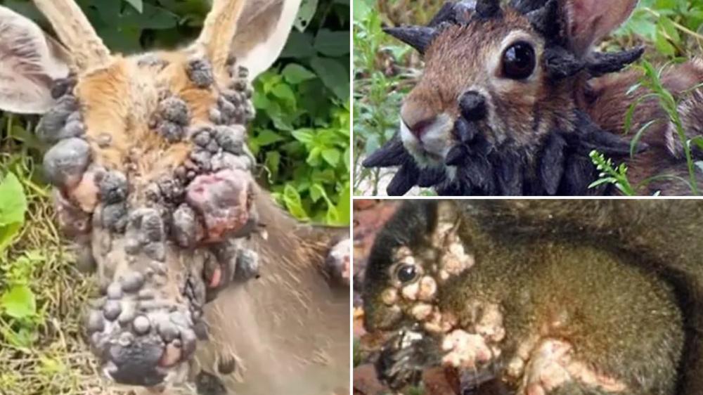 Virus-infected ‘mutant’ deer terrify the internet following zombie rabbits & squirrels