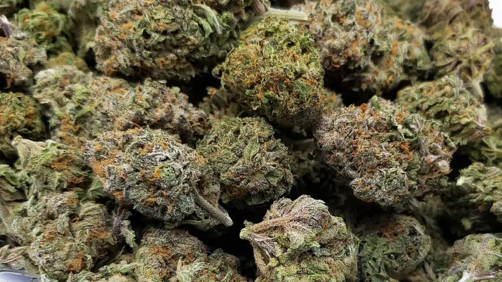 Americans who work in the marijuana industry are the happiest in the country