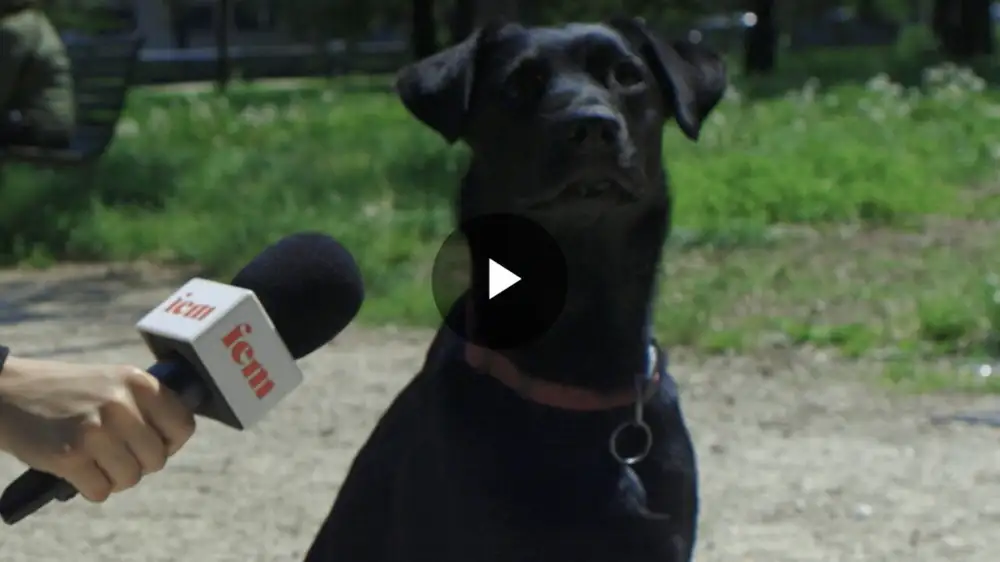 Quanto conosciamo il nostro cane?