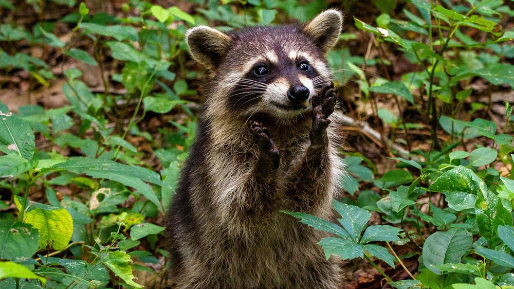 Researchers say raccoons may be inching closer to becoming pets
