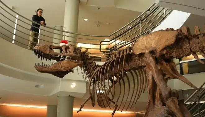 T. rex, la scienza riscrive il mito: era lento e con le piume