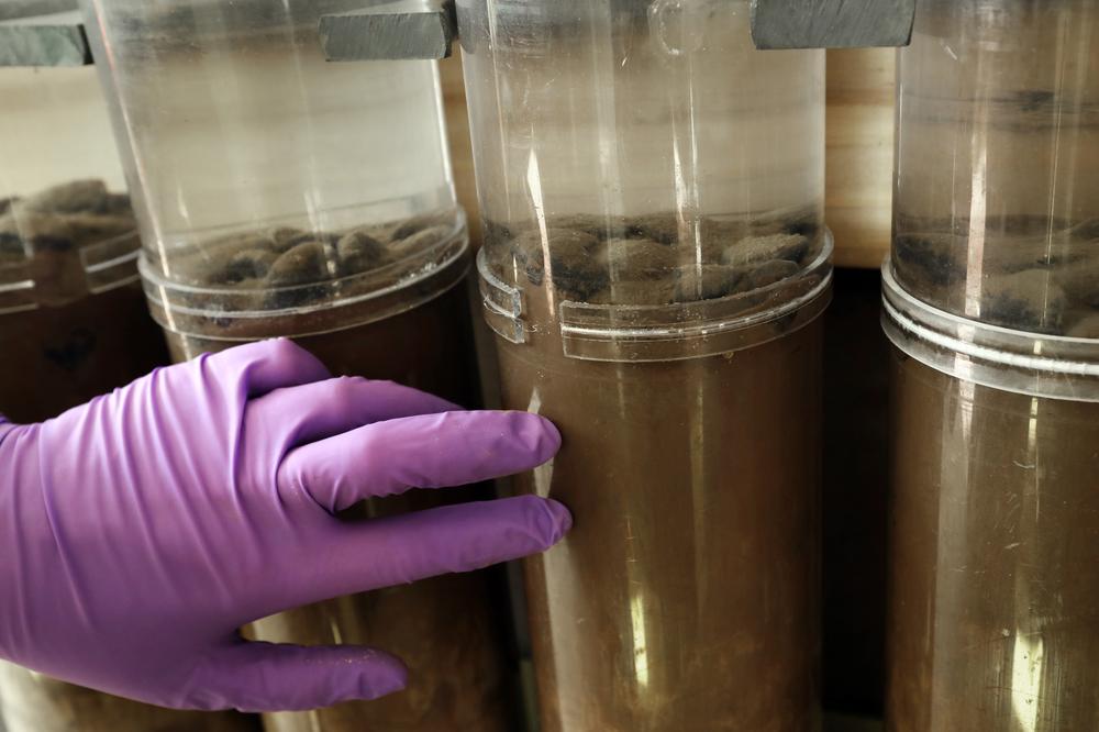 How deep-sea mining could threaten a vital ocean food source