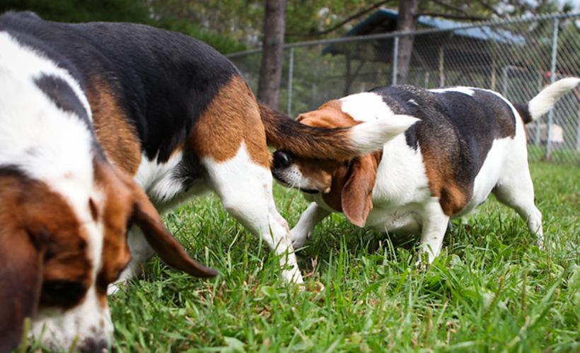 Flirty Dog Slides Into Crush’s BMs