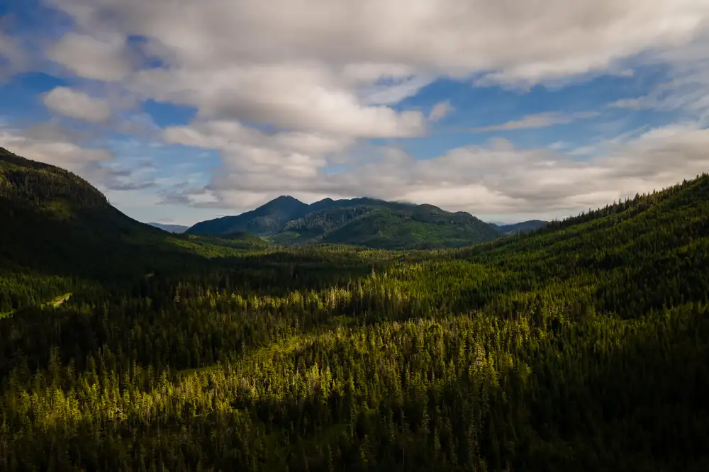 The US is stripping its forests of decades-old protections