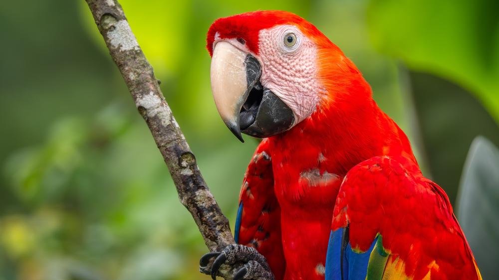 Study Finds Macaws Evolved Vibrant Coloration To Pass The Time