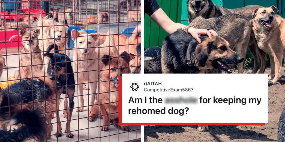 “I couldn’t in my heart leave her there”: Woman finds her dog at the animal shelter after rehoming her