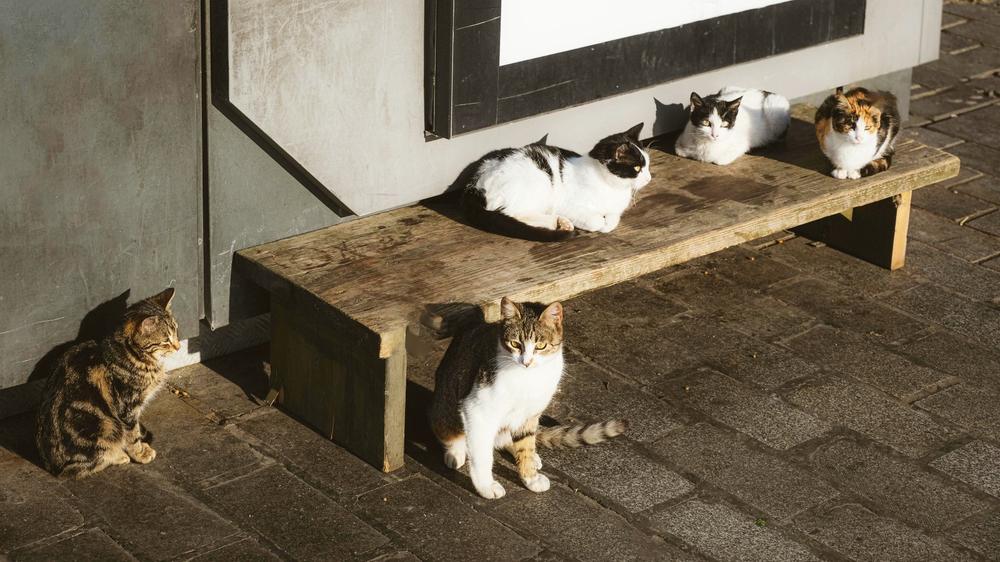 Village with more cats than people welcomes first baby in 30 years