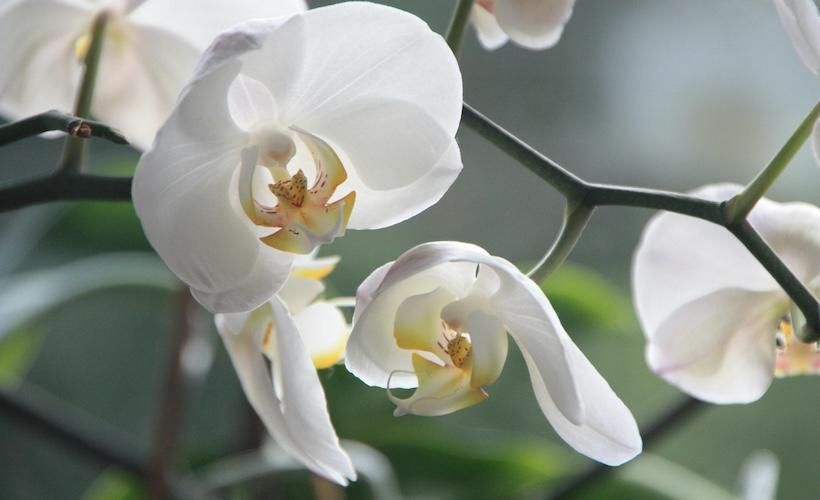 Rare Orchid Kinda Looks Like the Rest of Them