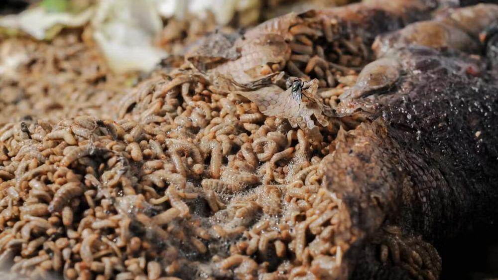 Fermented meat with a side of maggots: A new look at the Neanderthal diet