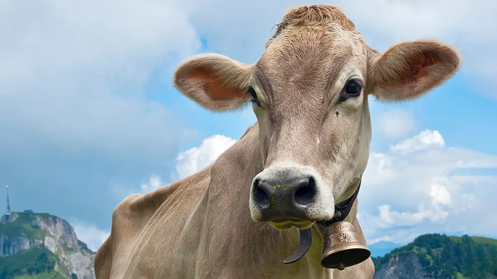 Cow Slaughtered For Its Bell