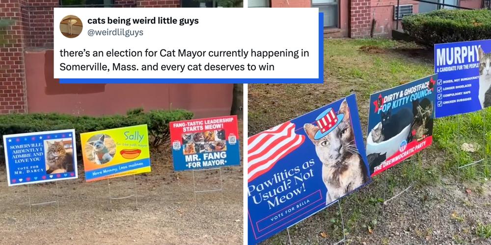 “Finally, some real candidates that deserve our attention”: Massachusetts town’s “Cat Mayor” tradition has residents campaigning for their cats