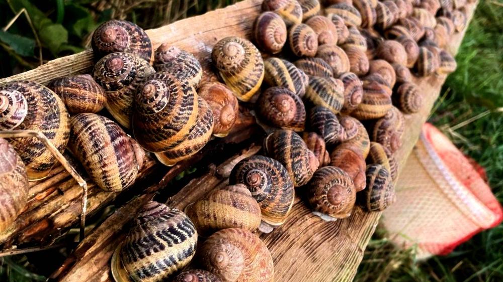 $100,000 of escargot stolen from French snail farm in slimy Holiday heist