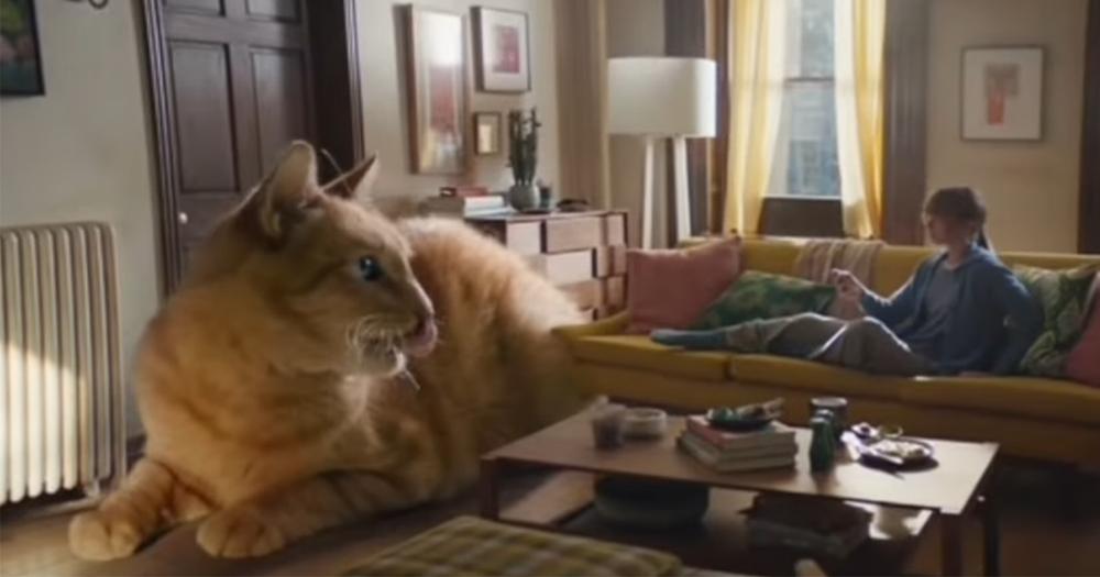Pubblicità, scoperto che il gatto dello spot Apple è Jannik Sinner