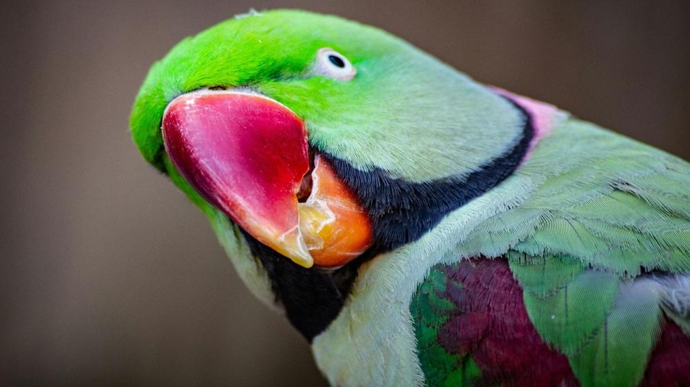 Man arrested after taking woman’s parakeets hostage to force her to meet him