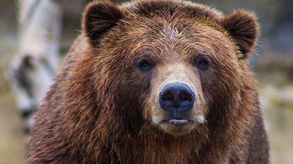 Watch: Bear chases 11-year-old boy into dollar store and leaps over counter