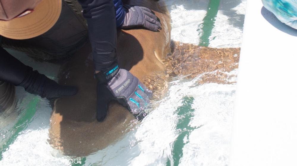 Marine biologist for a day: Ars goes shark tagging