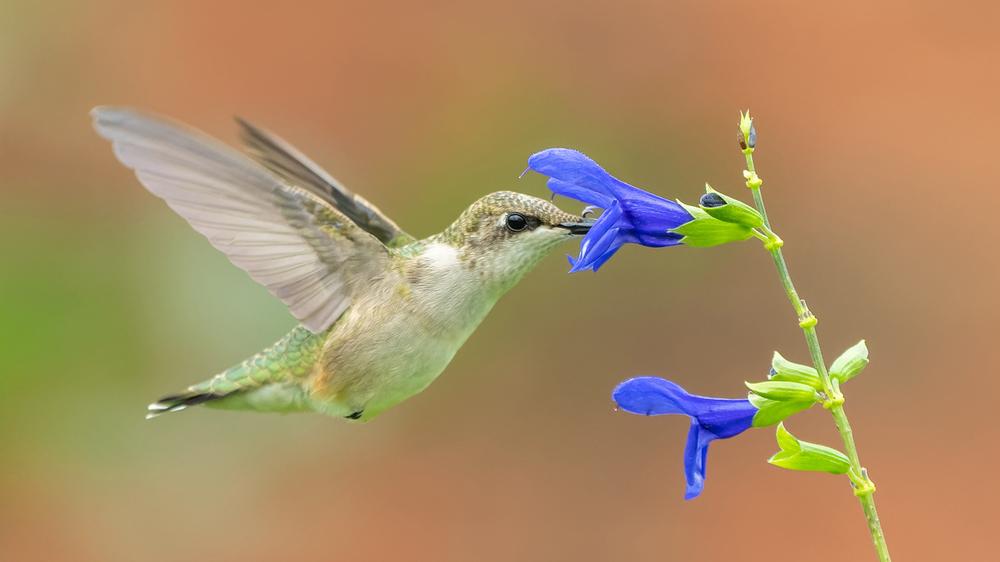 Hummingbird Feels Like Fucking Idiot After Seeing Other Bird Gliding