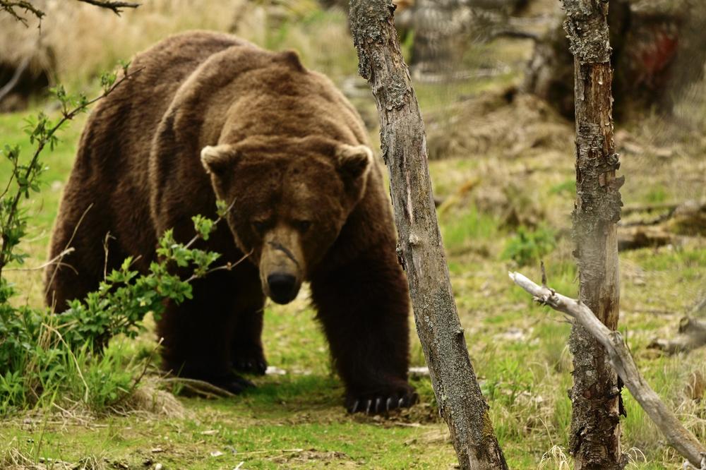 All hail the new Fat Bear Champion