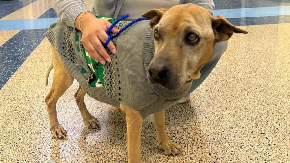 15-year-old dog reunites with owner after going missing for 10 years