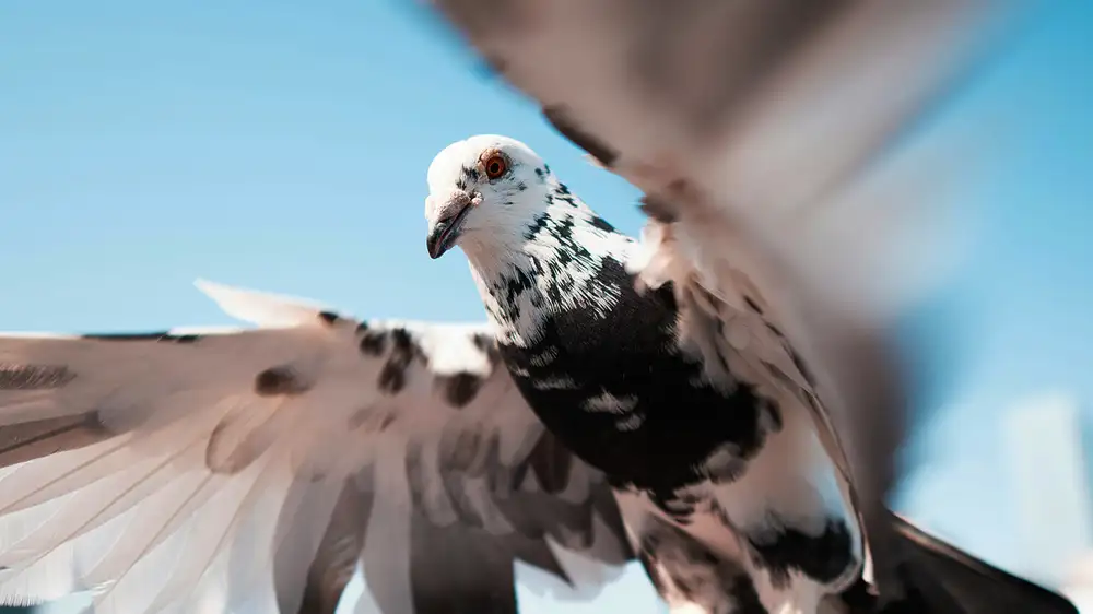 Two pigeons cause utter chaos on flight as passengers panic