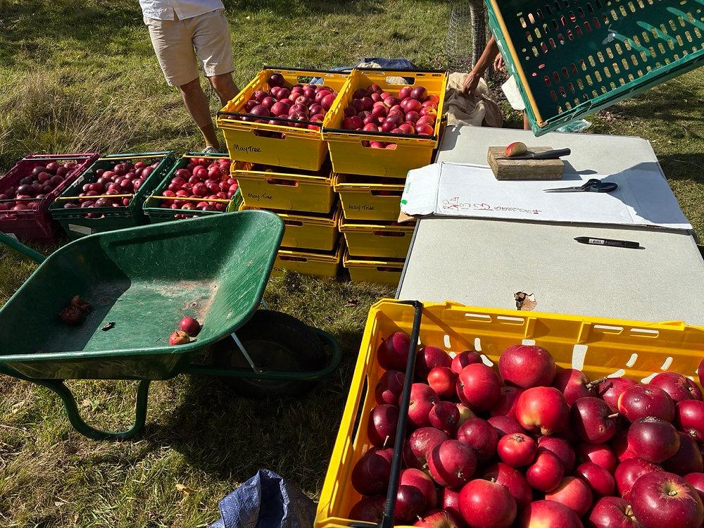 たのしいボランティア A Fun Volunteering Opportunity