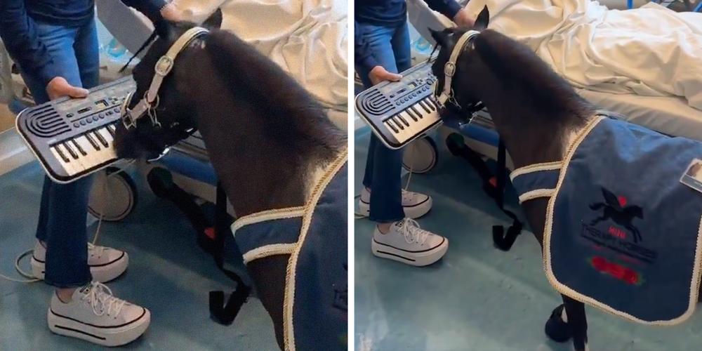 “I’d wake up screaming”: Mini horse playing the keyboard in a hospital goes viral with mixed reactions
