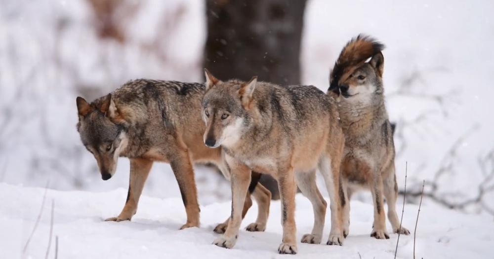 Appello dei lupi abruzzesi: “Levateci dal cazzo questa famiglia di coglioni”