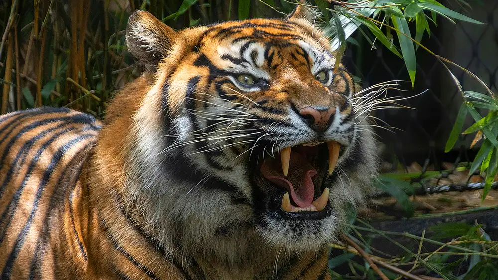 Chinese zoos are warning visitors not to pull tigers’ hair for ‘good luck’