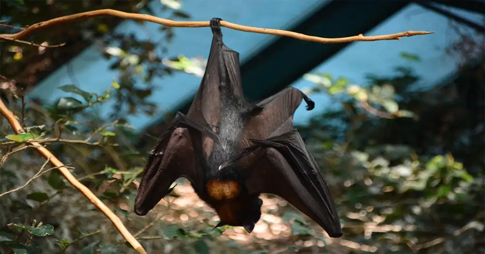 Scienza. I pipistrelli si posano a testa in giù per prendere per il culo i fascisti