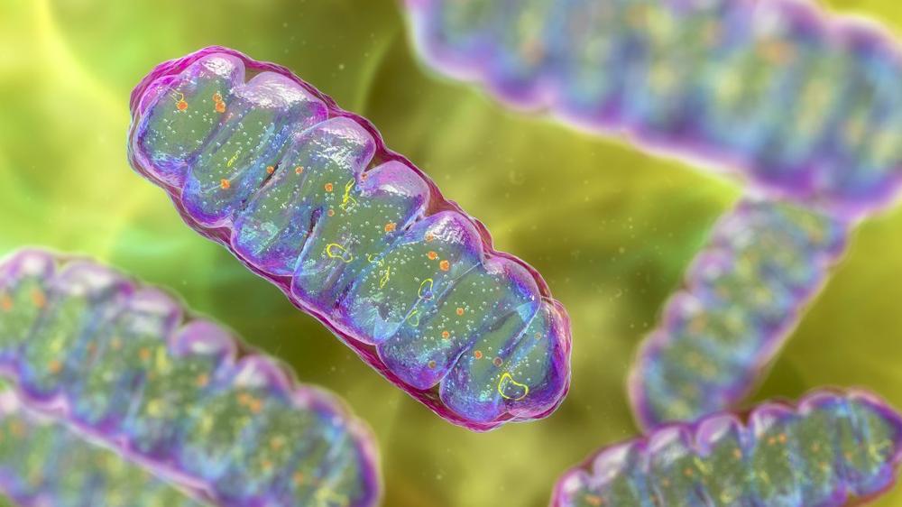 Mighty mitochondria: Cell powerhouses harnessed for healing