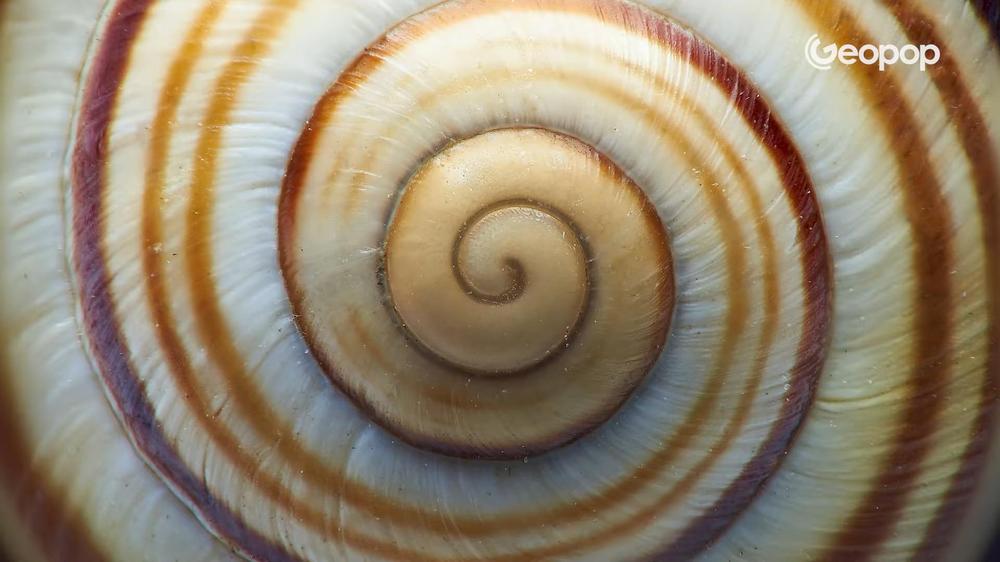 Perché le conchiglie hanno questa forma? La matematica della spirale
