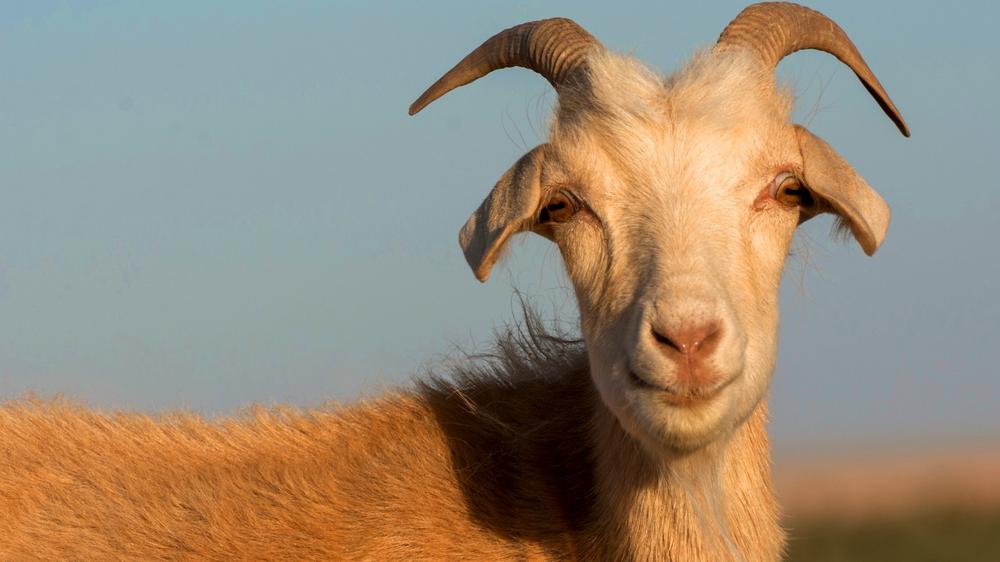 Texas hires 300 goats to clean up local community