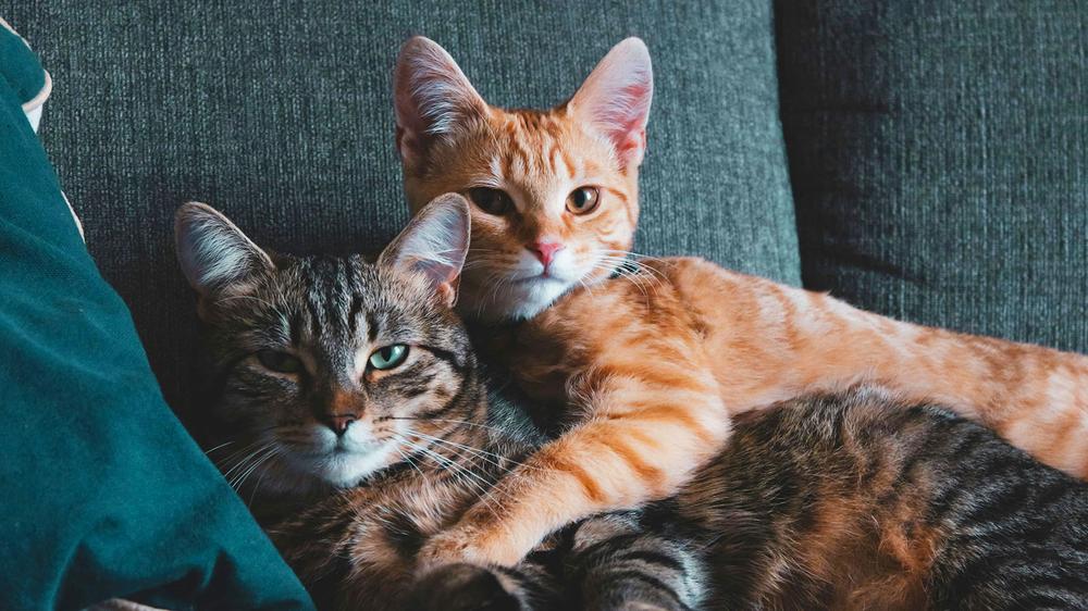 Husband to pay thousands in ‘cat alimony’ after split from wife in Istanbul