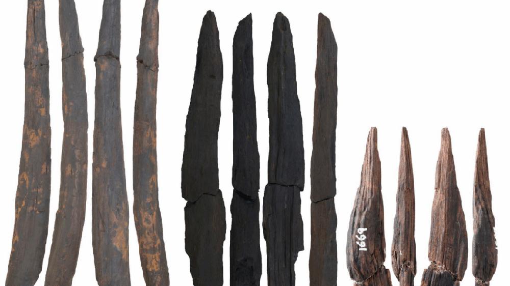 Oldest wooden tools in East Asia may have come from any of three species