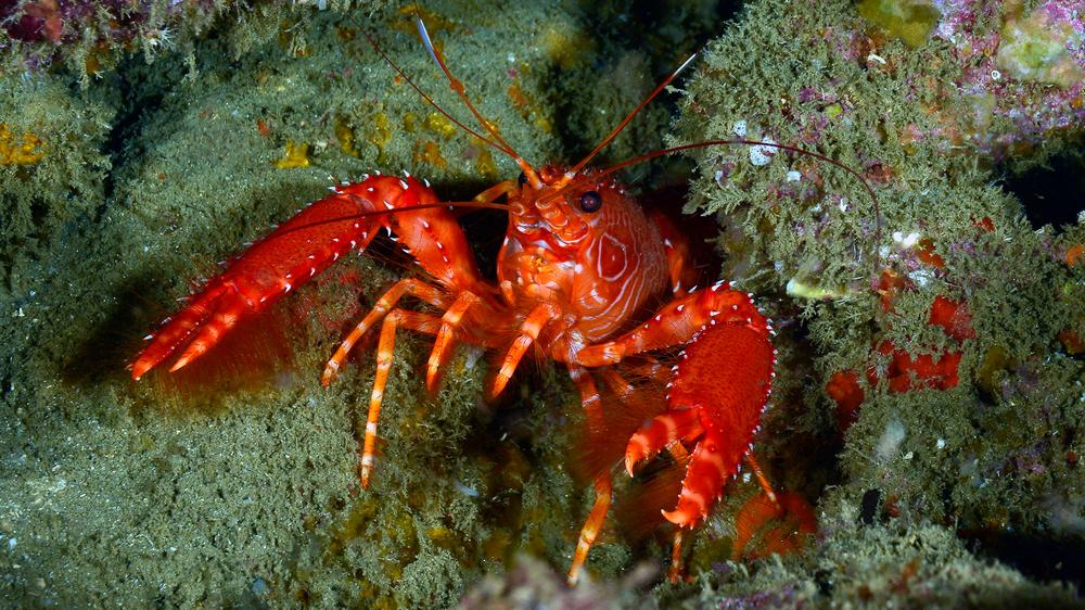 Watchdog Group Downgrades U.S. From Democracy To Whatever Political System Lobsters Have